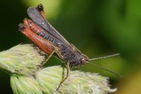 Omocestus rufipes