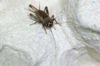 Eumodicogryllus bordigalensis