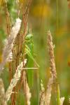 Tettigonia viridissima