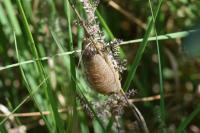 Mantis religiosa