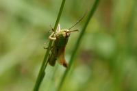 Pseudochorthippus parallelus