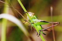 Platycleis albopunctata
