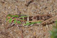 Oedaleus decorus