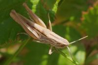 Euchorthippus elegantulus