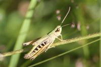 Pseudochorthippus parallelus