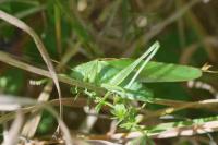 Tettigonia viridissima
