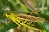 Stethophyma grossum