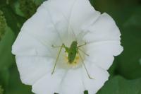 Phaneroptera