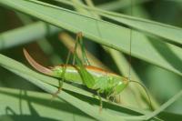 Conocephalus dorsalis