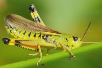 Stethophyma grossum