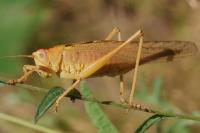 Tettigonia viridissima
