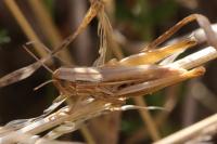 Euchorthippus declivus