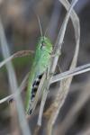 Pseudochorthippus parallelus