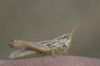 Euchorthippus declivus