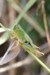 Pseudochorthippus parallelus
