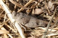 Oedipoda caerulescens