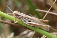 Euchorthippus declivus