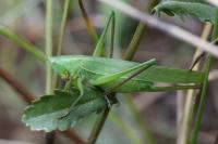 Ruspolia nitidula