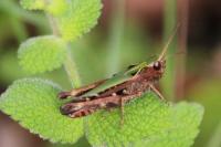 Omocestus rufipes