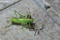 Meconema meridionale