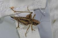 Tessellana tessellata