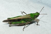 Aiolopus thalassinus