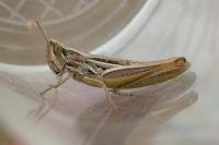 Euchorthippus declivus