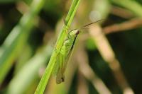 Mecostethus parapleurus