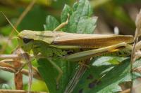 Stethophyma grossum