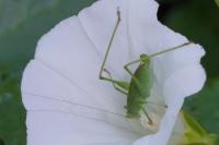 Phaneroptera nana