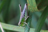 Pseudochorthippus parallelus