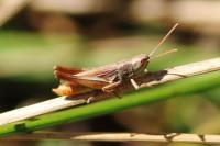 Euchorthippus elegantulus