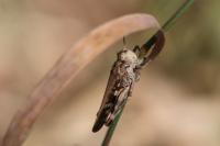Aiolopus thalassinus