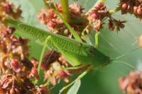 Phaneroptera nana