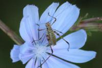 Phaneroptera