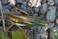 Stethophyma grossum