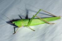 Ruspolia nitidula