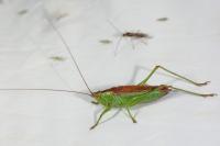 Conocephalus dorsalis