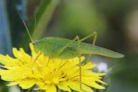 Phaneroptera nana