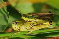 Stethophyma grossum