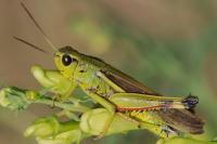 Stethophyma grossum