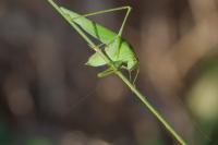 Phaneroptera nana
