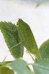 Phaneroptera nana