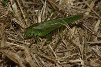 Tettigonia viridissima