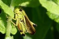 Stethophyma grossum
