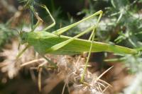 Phaneroptera falcata