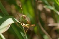 Pseudochorthippus parallelus