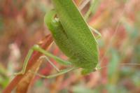 Phaneroptera nana