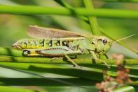 Stethophyma grossum