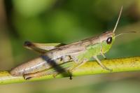 Pseudochorthippus parallelus